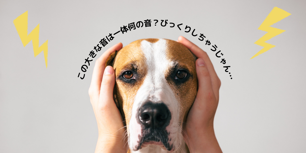雷怖い！音に敏感な愛犬のための対処法