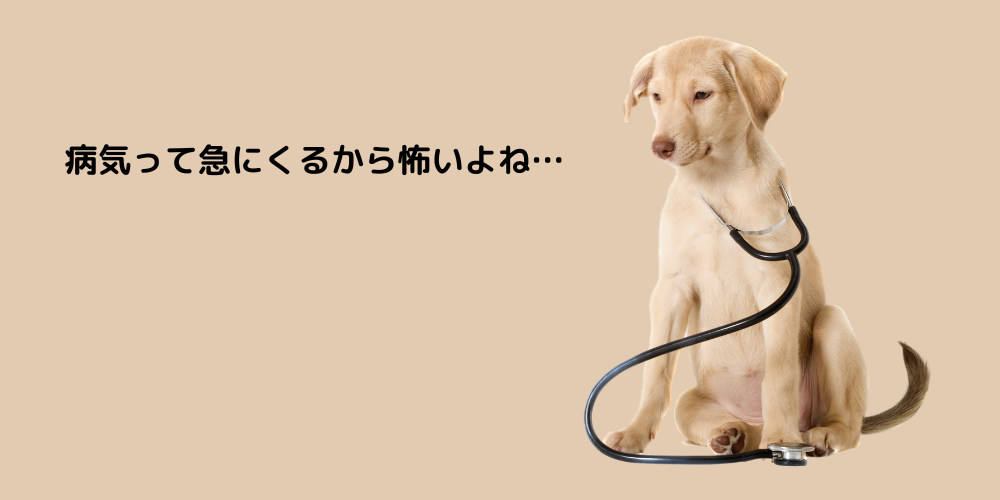 犬の膵炎 トイプードルちびの場合