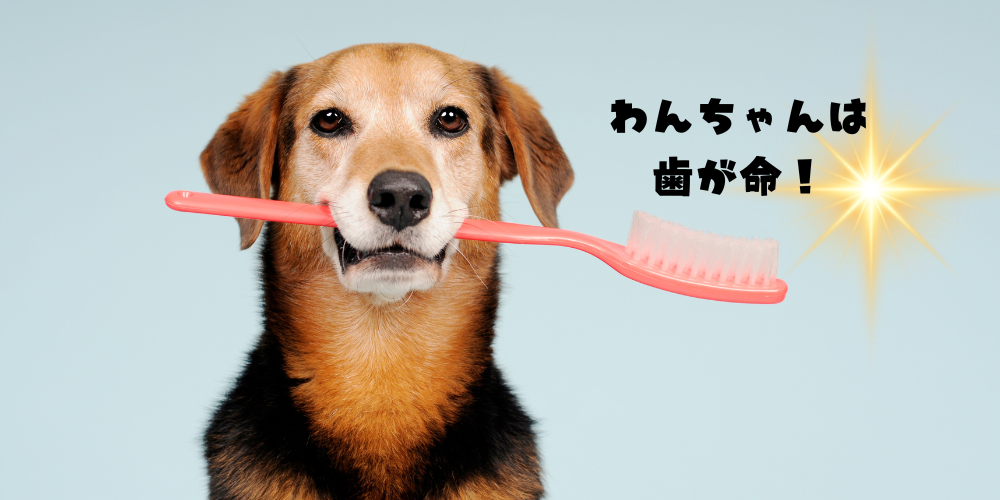 歯のケアでキラキラな笑顔の維持を！