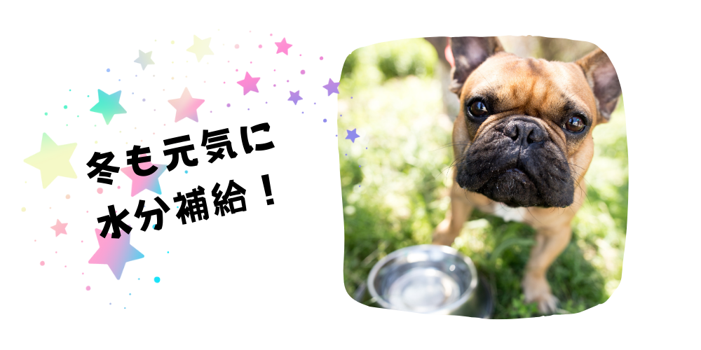 寒い季節も忘れずに！愛犬の冬の水分補給