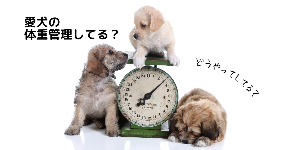 愛犬の体重管理してる？