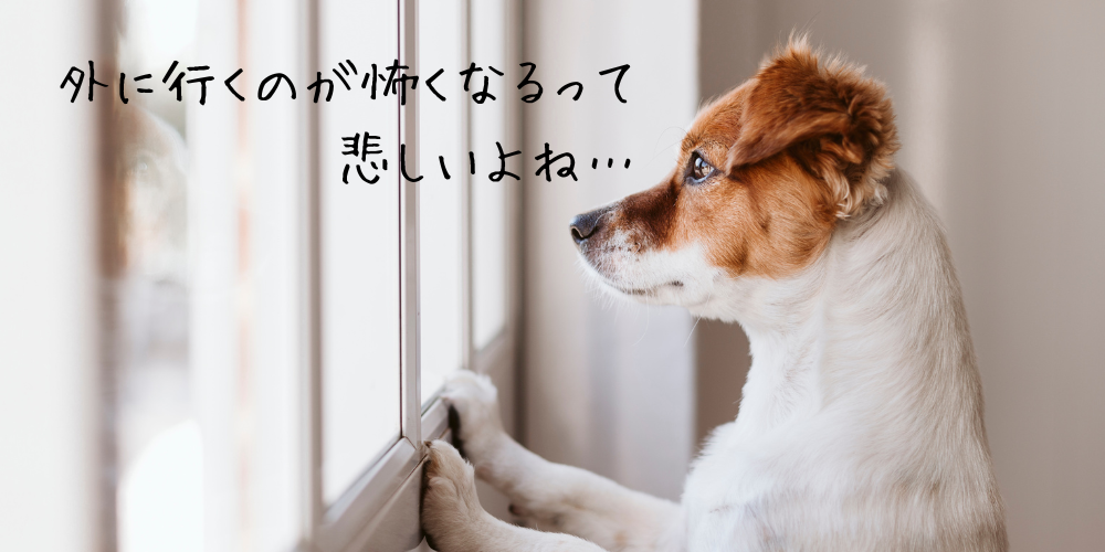 怒！！歩きスマホにちびが蹴られました！