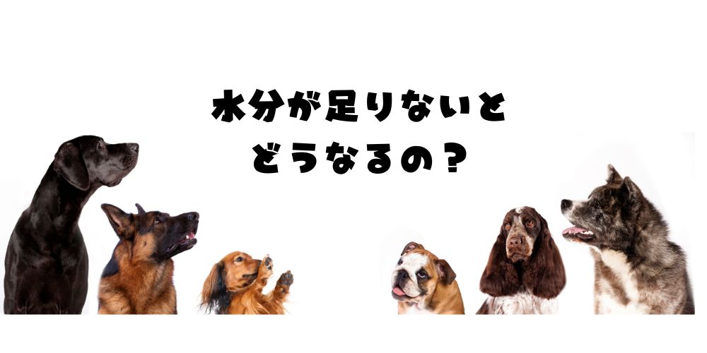 水分補給で”健康美わんこ”に！