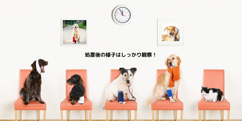 皮下点滴は注視が必要？！