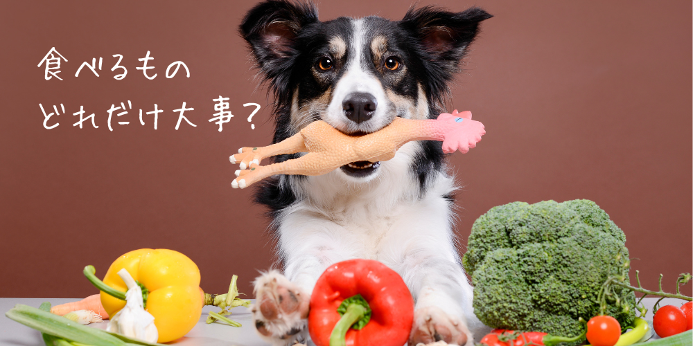 食べ物が犬の体に与える影響は人間以上