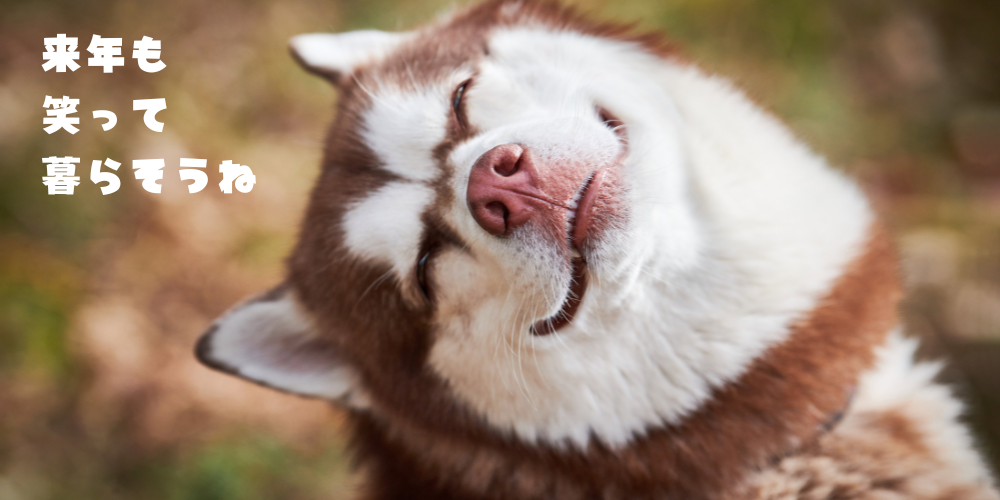 愛犬ケアBungy元年ありがとうございます！