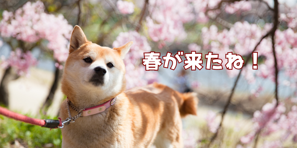 桜散歩の季節です♪