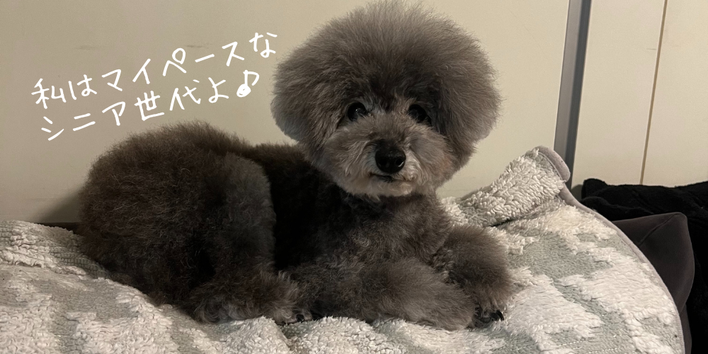 わんちゃんのシルバーマーク欲しいな。