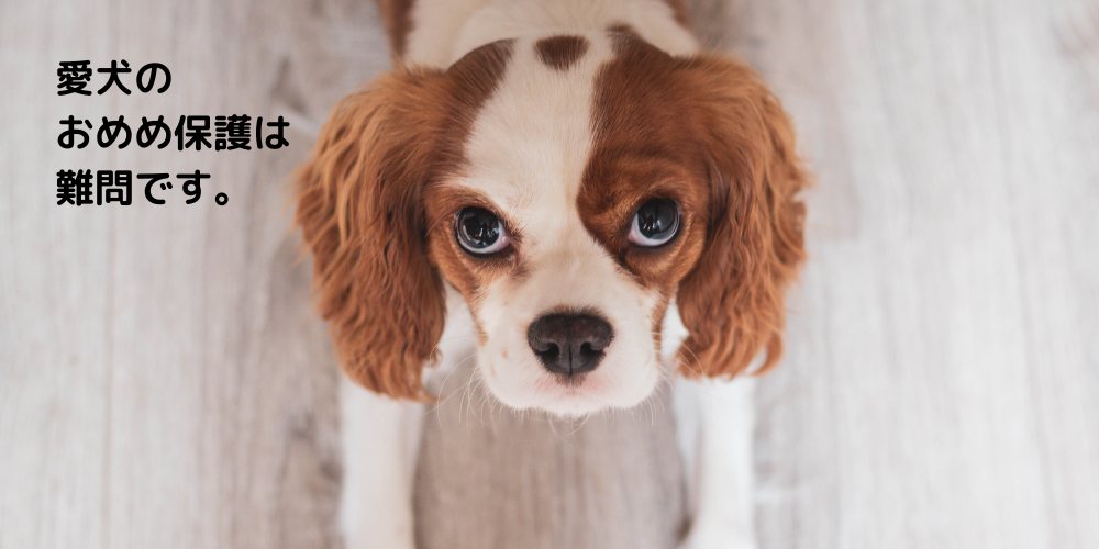 愛犬のおめめ保護は難問です。