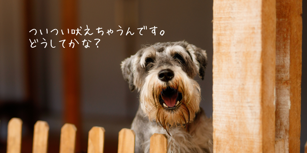 愛犬がお客さんに吠える理由は？