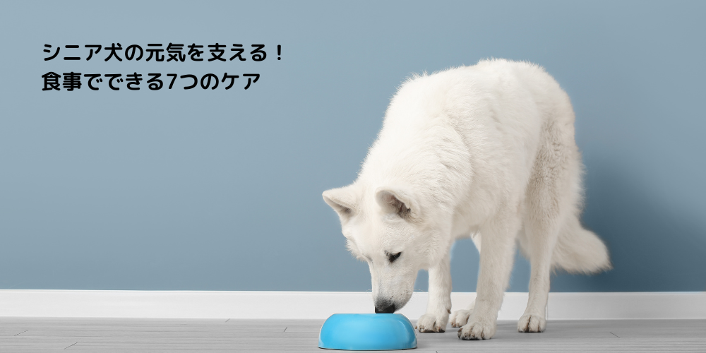 シニア犬の元気を支える！食事でできる7つのケア