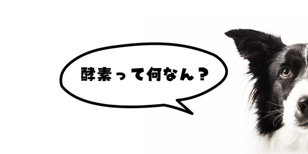 カラダの中で酵素を作っちゃおう♪