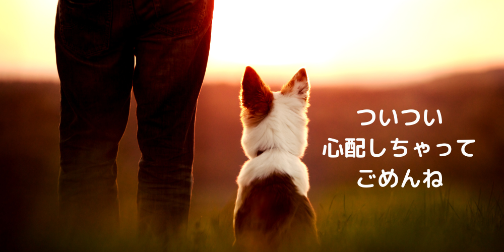 シニア犬と暮らすことのマインド