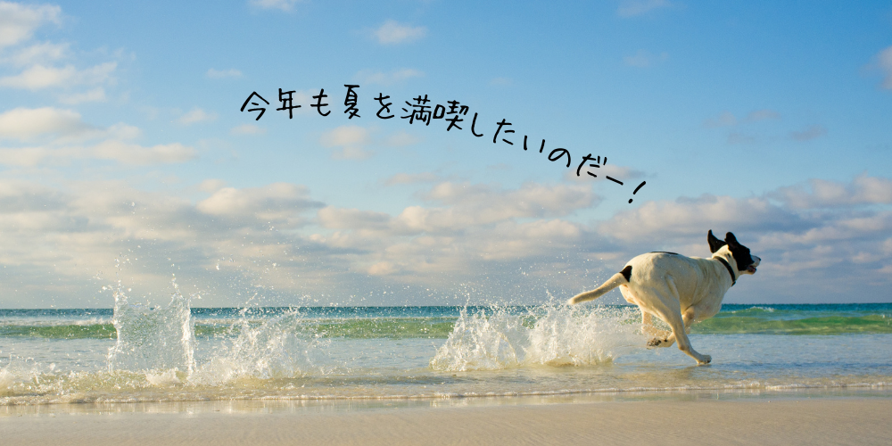 愛犬とサマーライフを満喫するには？