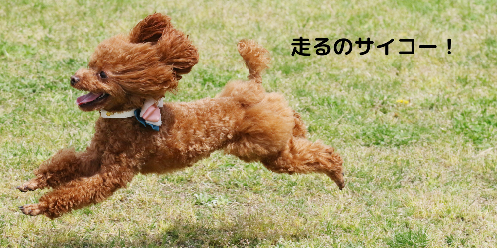 「関節ケアSET」を販売開始しました！