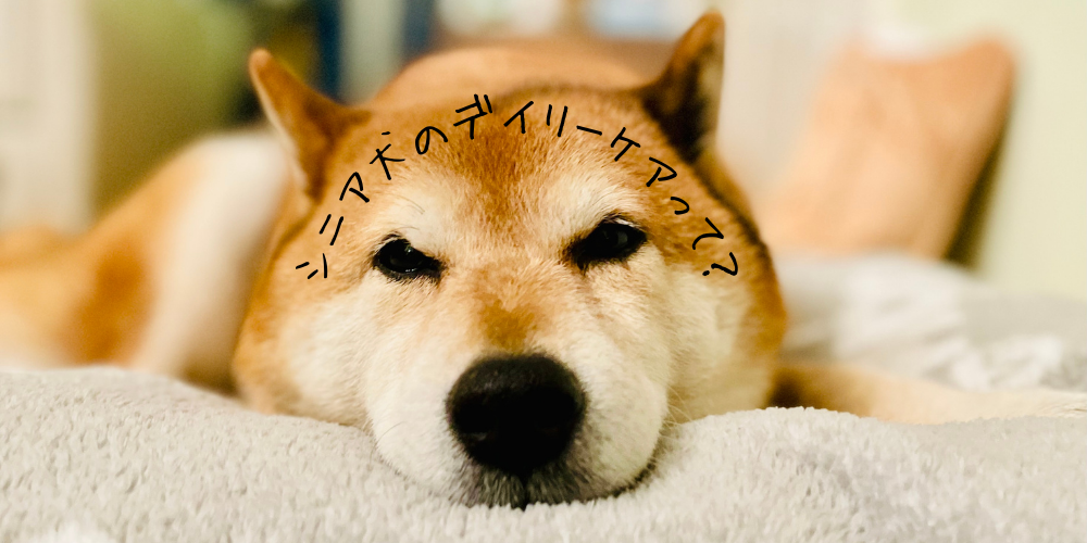 シニア犬のデイリーケアって？