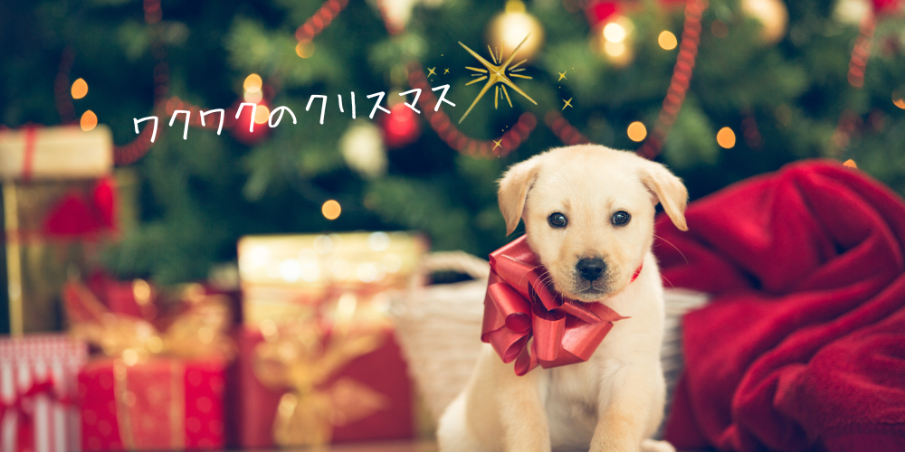 クリスマスがやってきますね♪