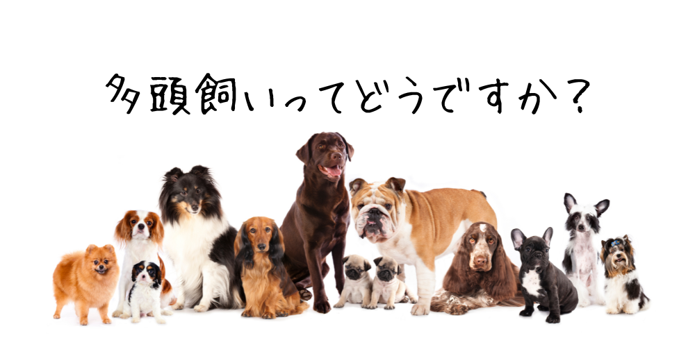 多頭飼いのメリットとデメリット