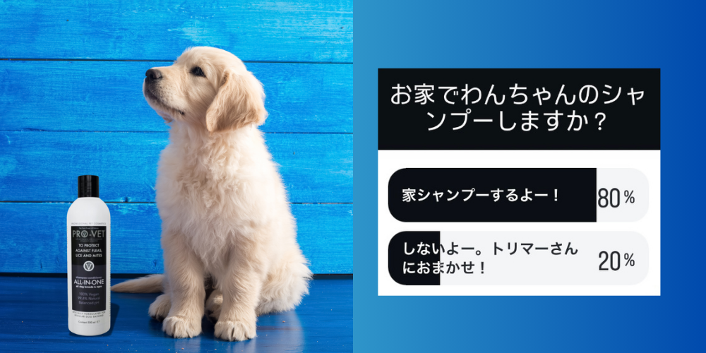 80％が「おうちシャンプー」しているという結果に！