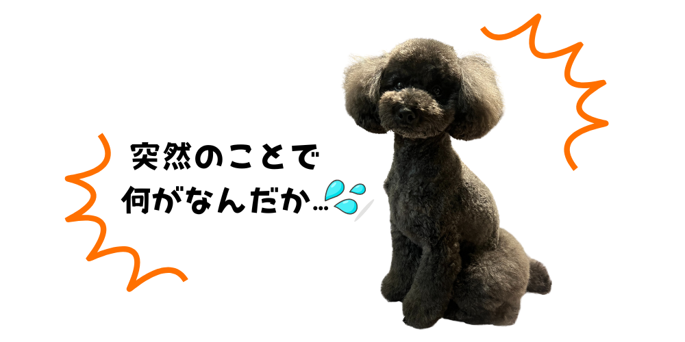 突然デキモノができました。
