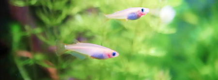 光合成細菌で水質浄化が可能！メダカを長生きさせるポイント
