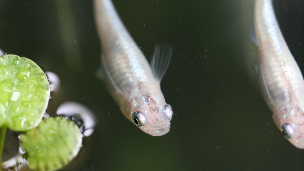 光合成細菌（PSB）で水質改善。メダカが弱ってしまう原因と対策