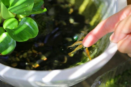 光合成細菌のメダカ飼育におけるメリット・デメリットとは？