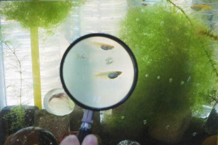 光合成細菌がメダカの稚魚育成に役立つ？メダカ飼育における効果と使用方法