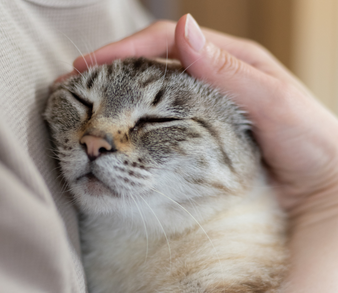 ⊹₊⟡⋆ネジェムの『世界中のねこに幸せを。』プロジェクト⊹₊⟡⋆