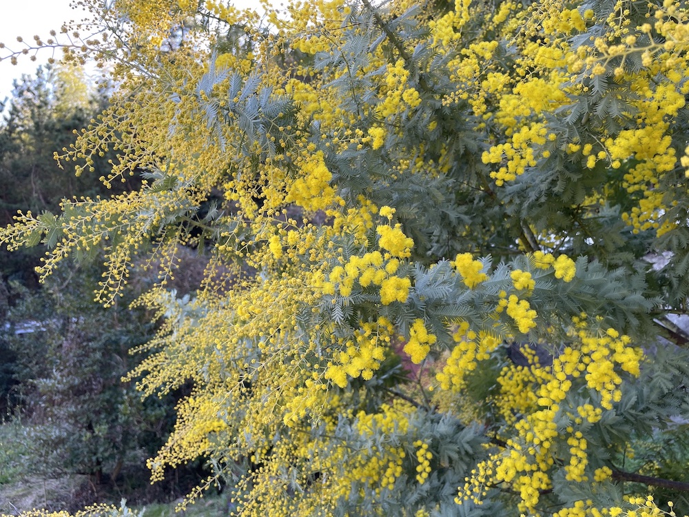 ミモザが咲きました!