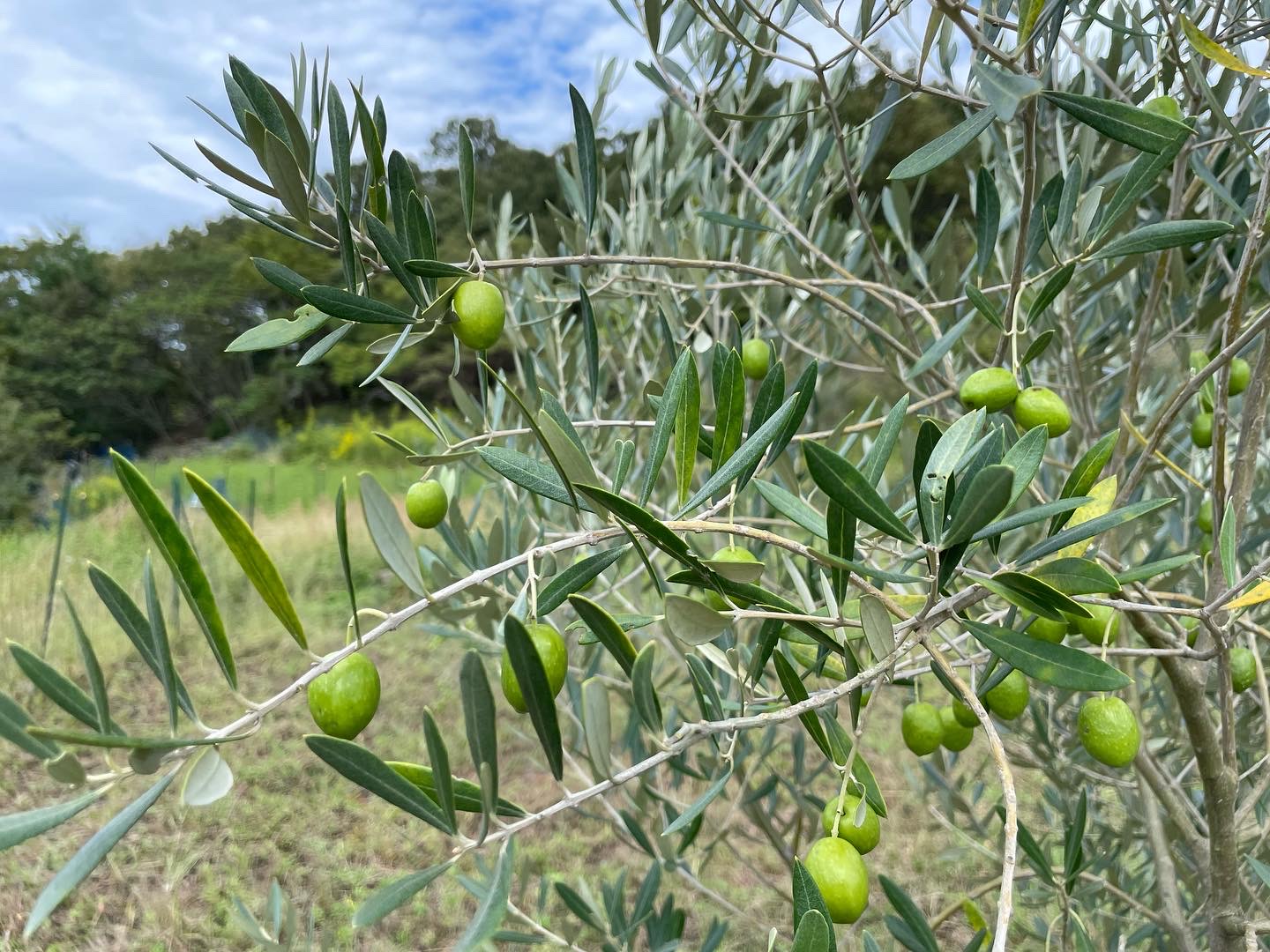 オンラインショップを開設しました!!