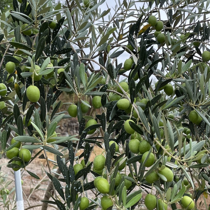 今年より【マンザニロ】販売します!