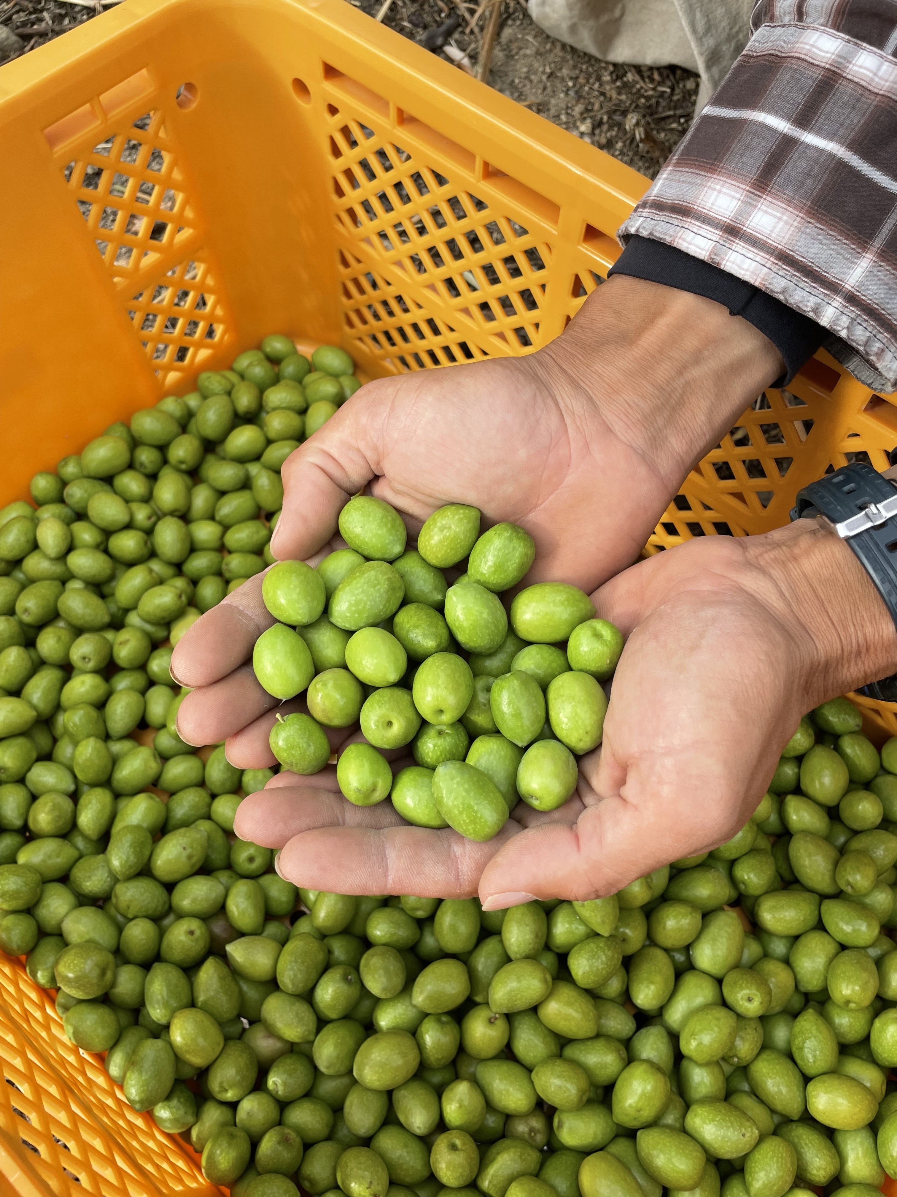 収穫始まりました!