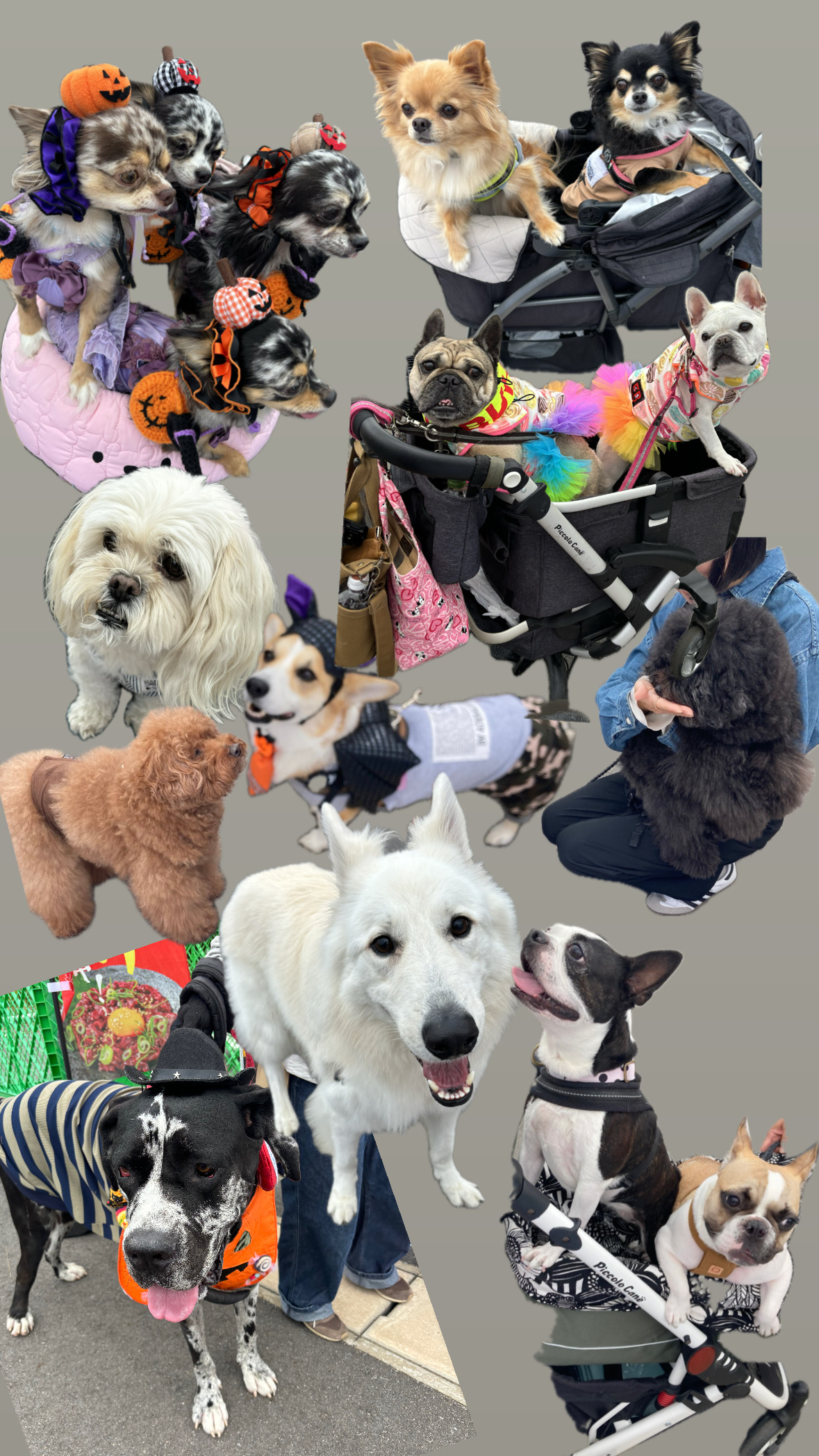 ワンデイフェス 10/20日