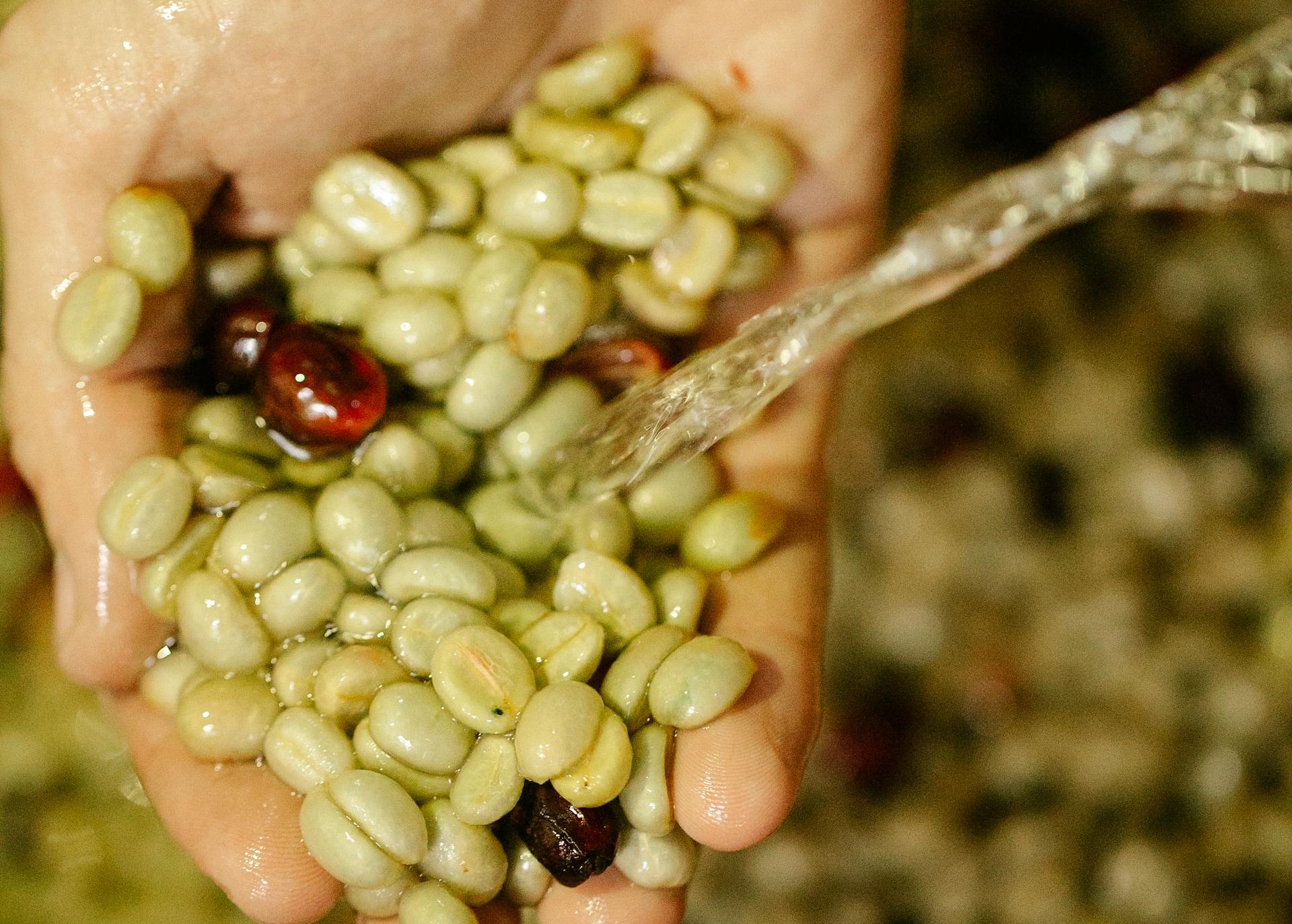 【2/21配信】澄みきる味わい。「ウォッシュド精製」の真価