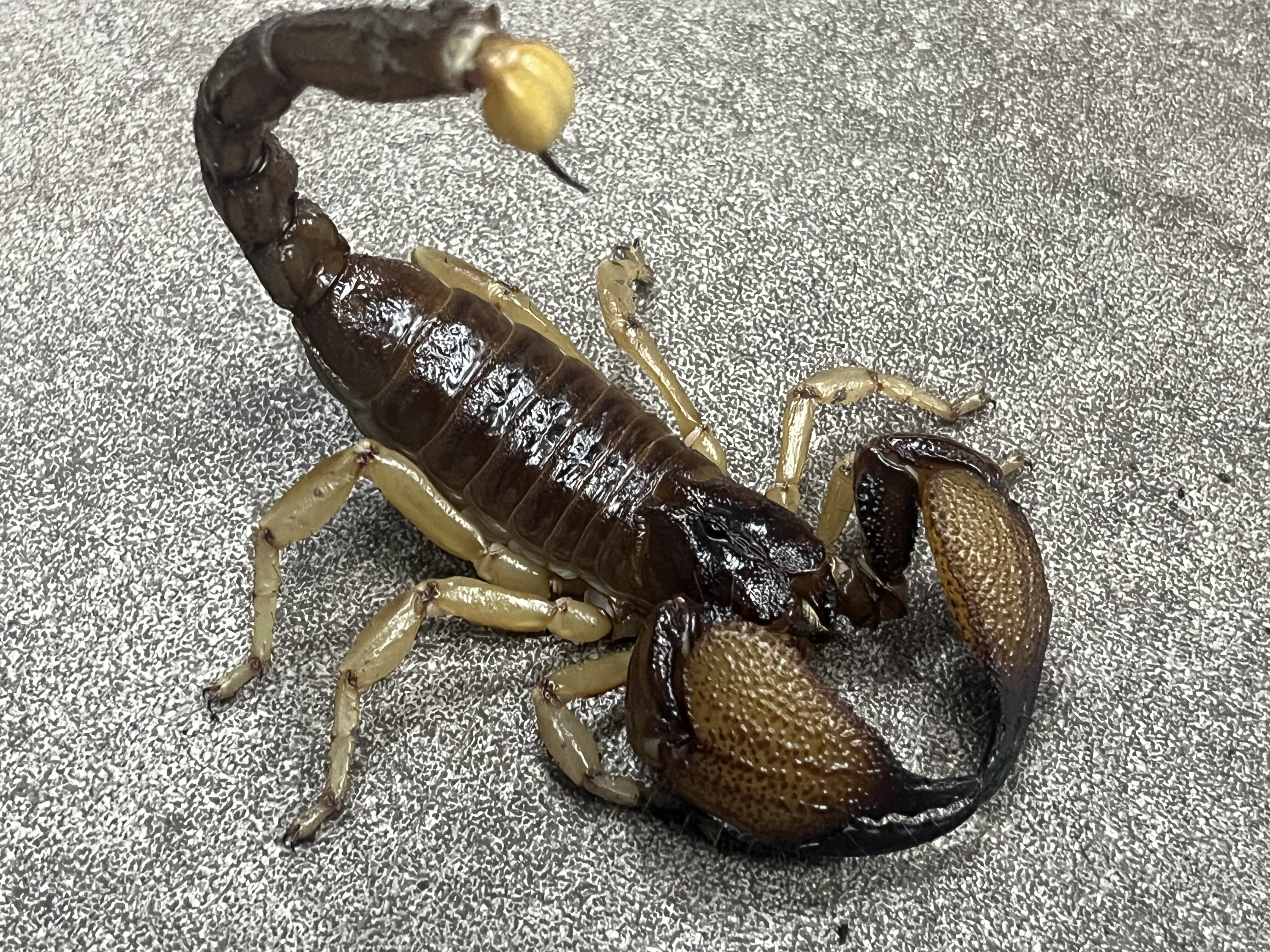 Arthropods trade wish list updated 4/24