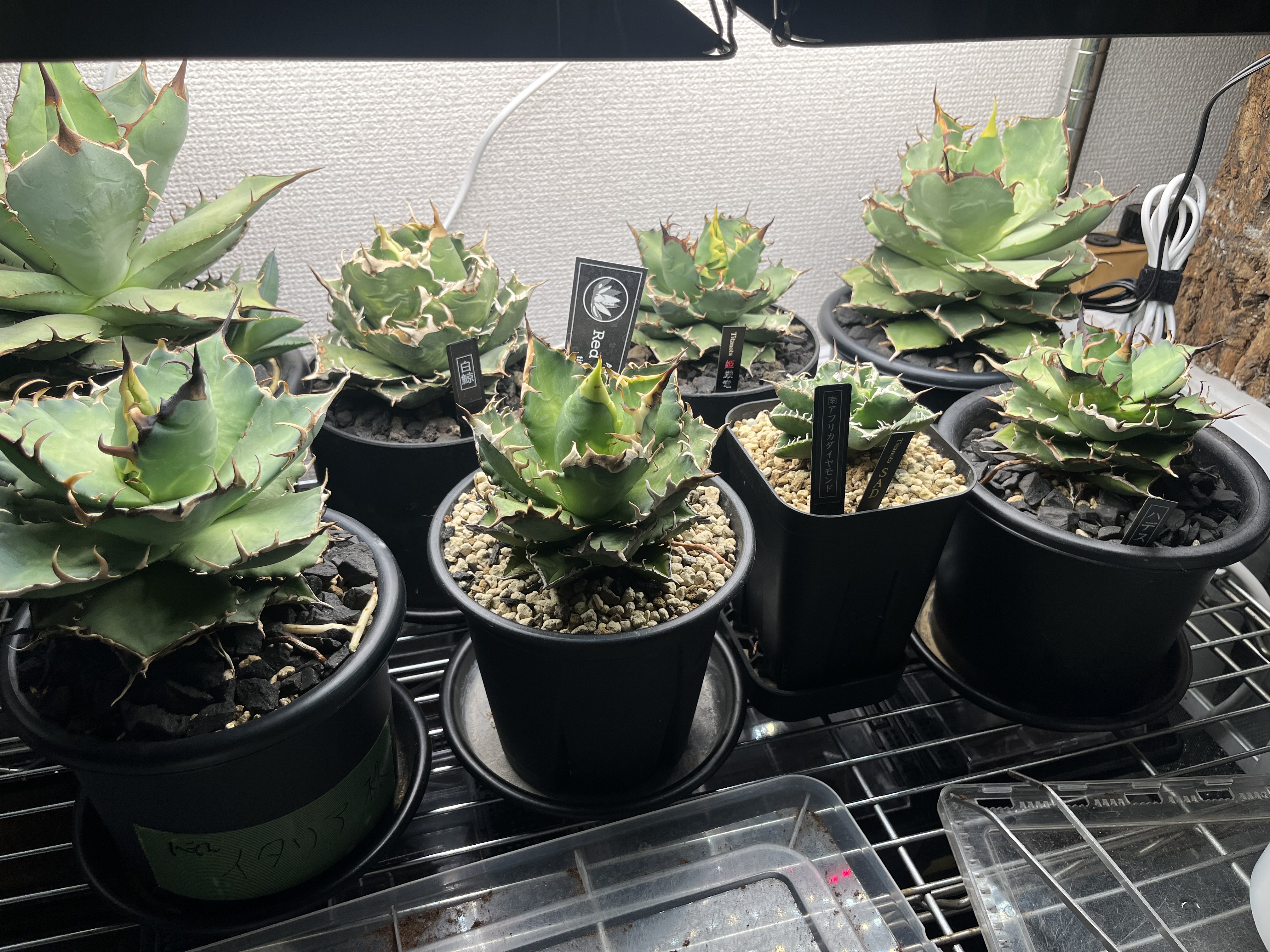 欲しい植物　トレード募集中　4/24更新
