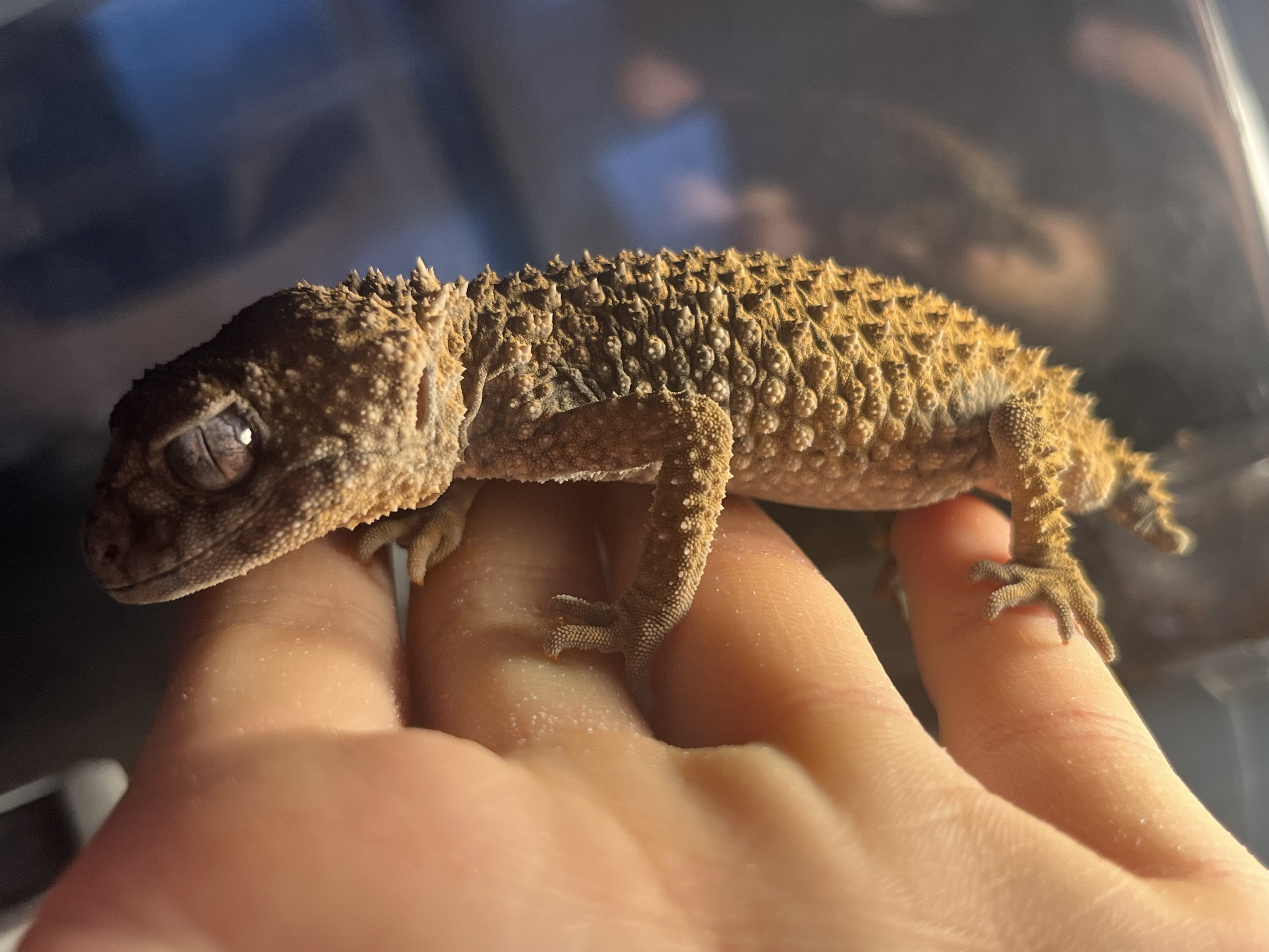 現在の飼育種一覧　4/24更新