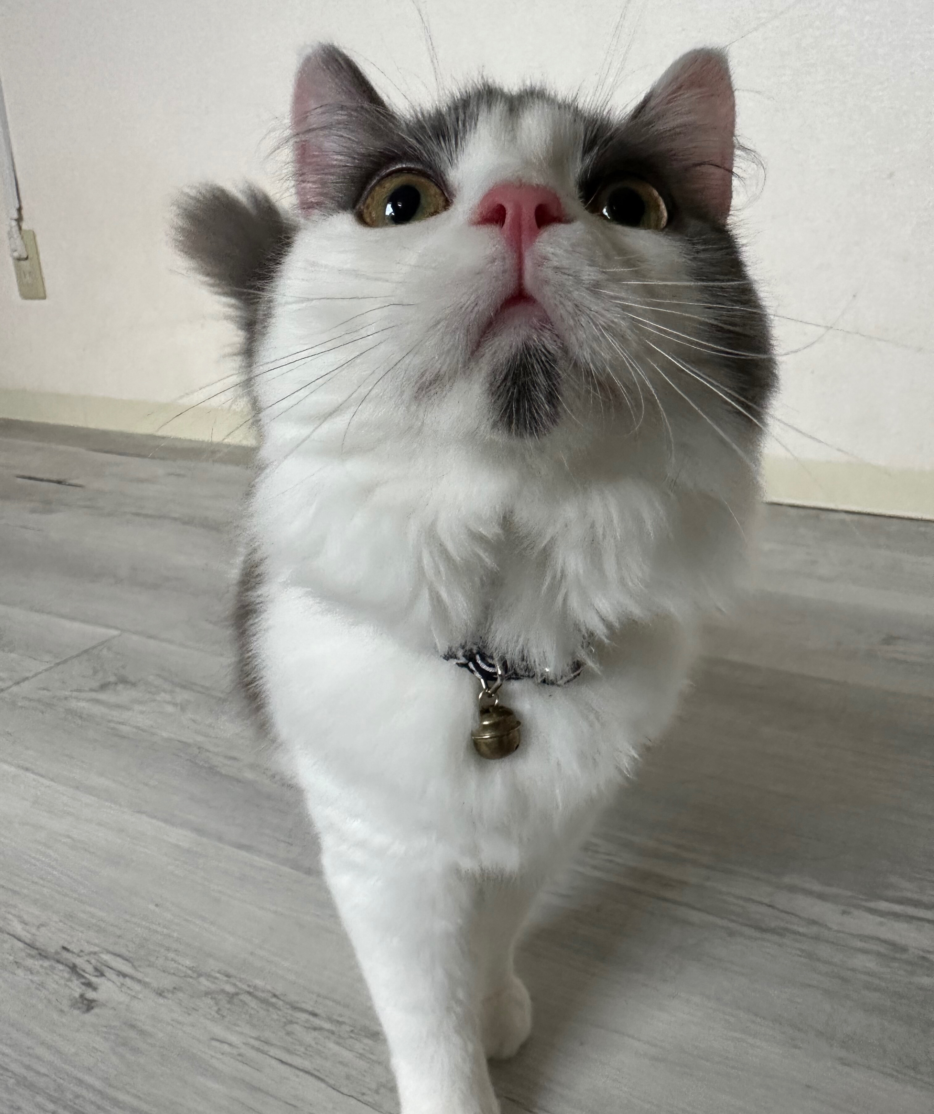 🐱今日の愛されにゃんこ🐱