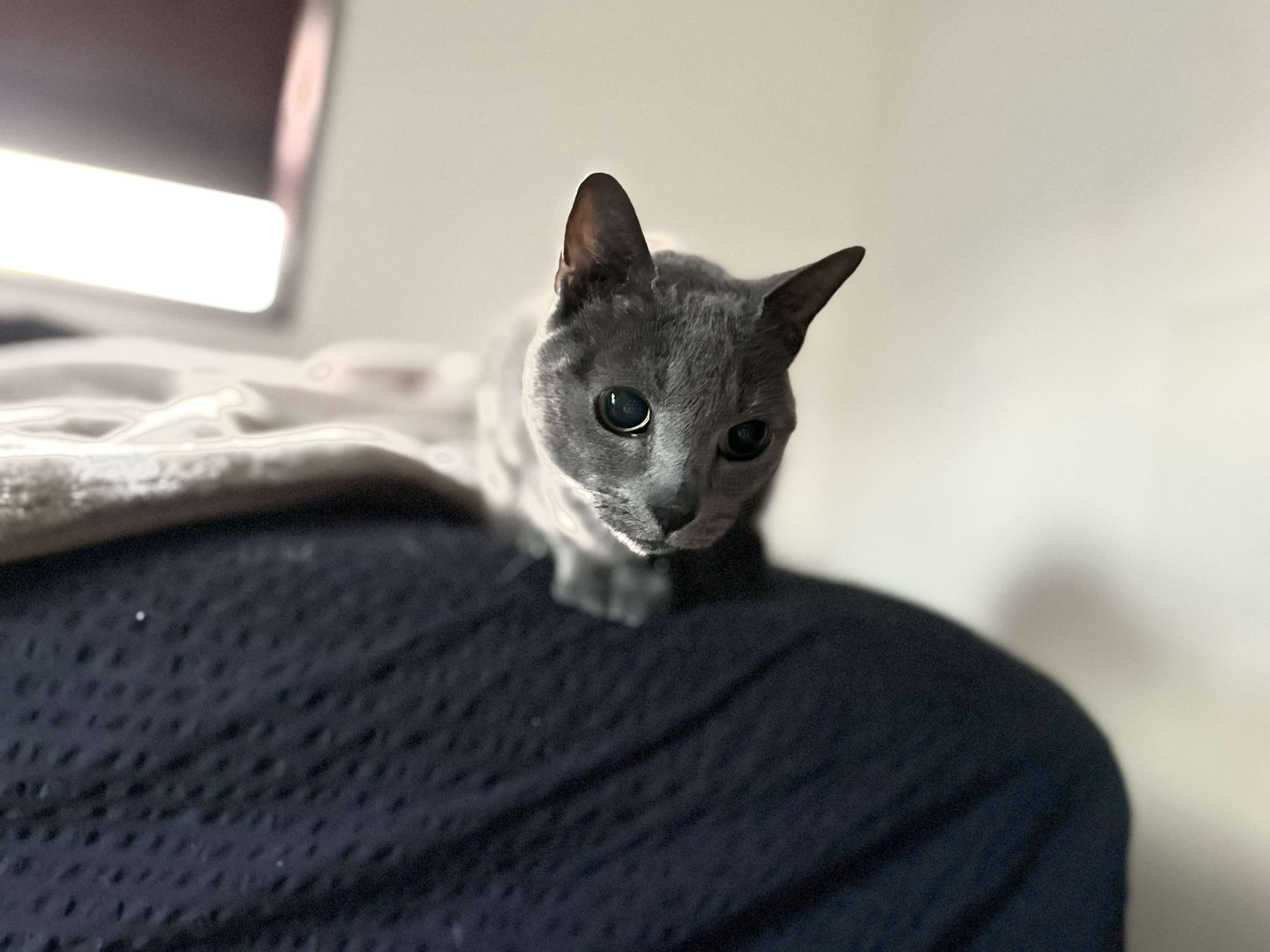 🐱今日の愛されにゃんこ🐱