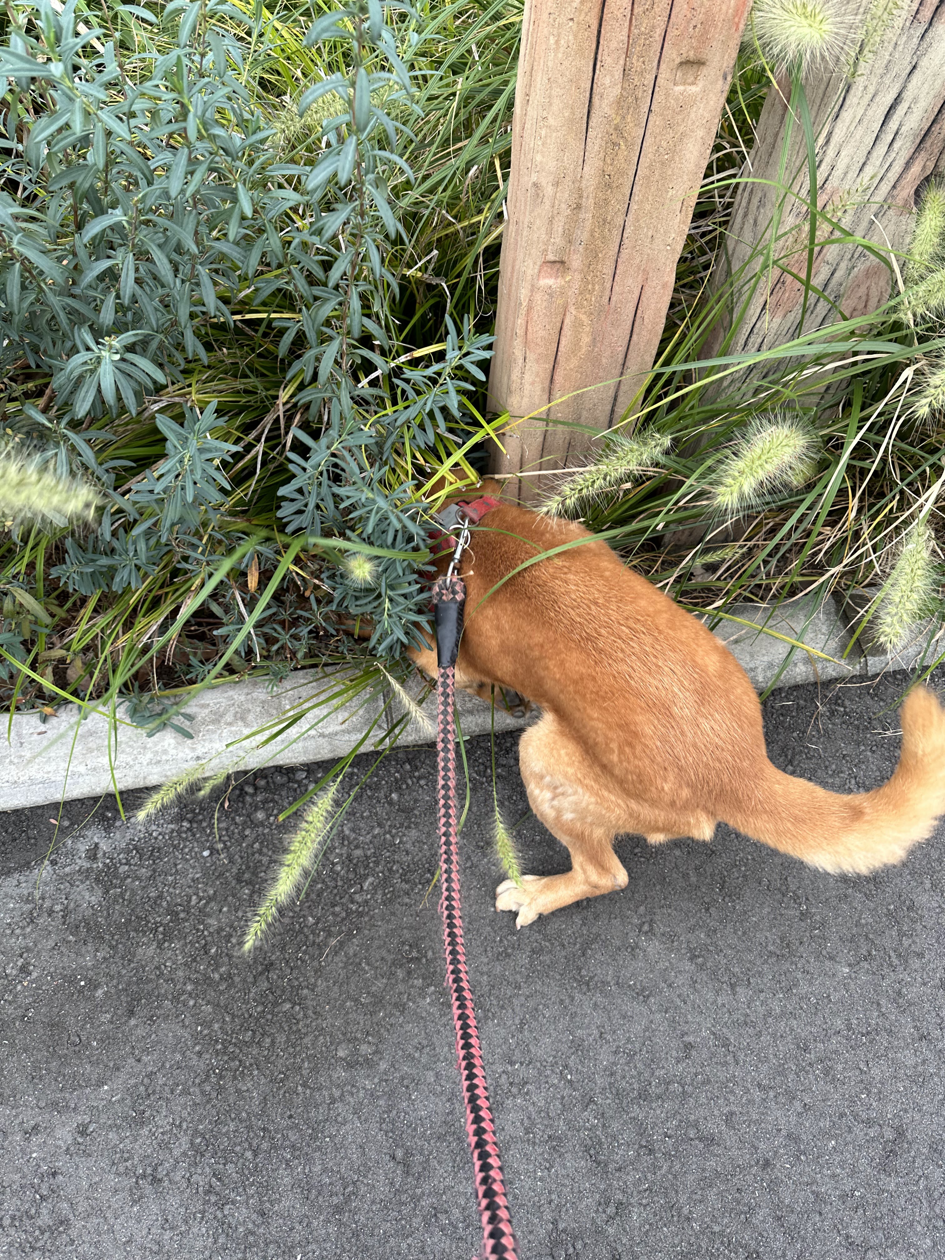🐶今日の愛されわんこ🐶