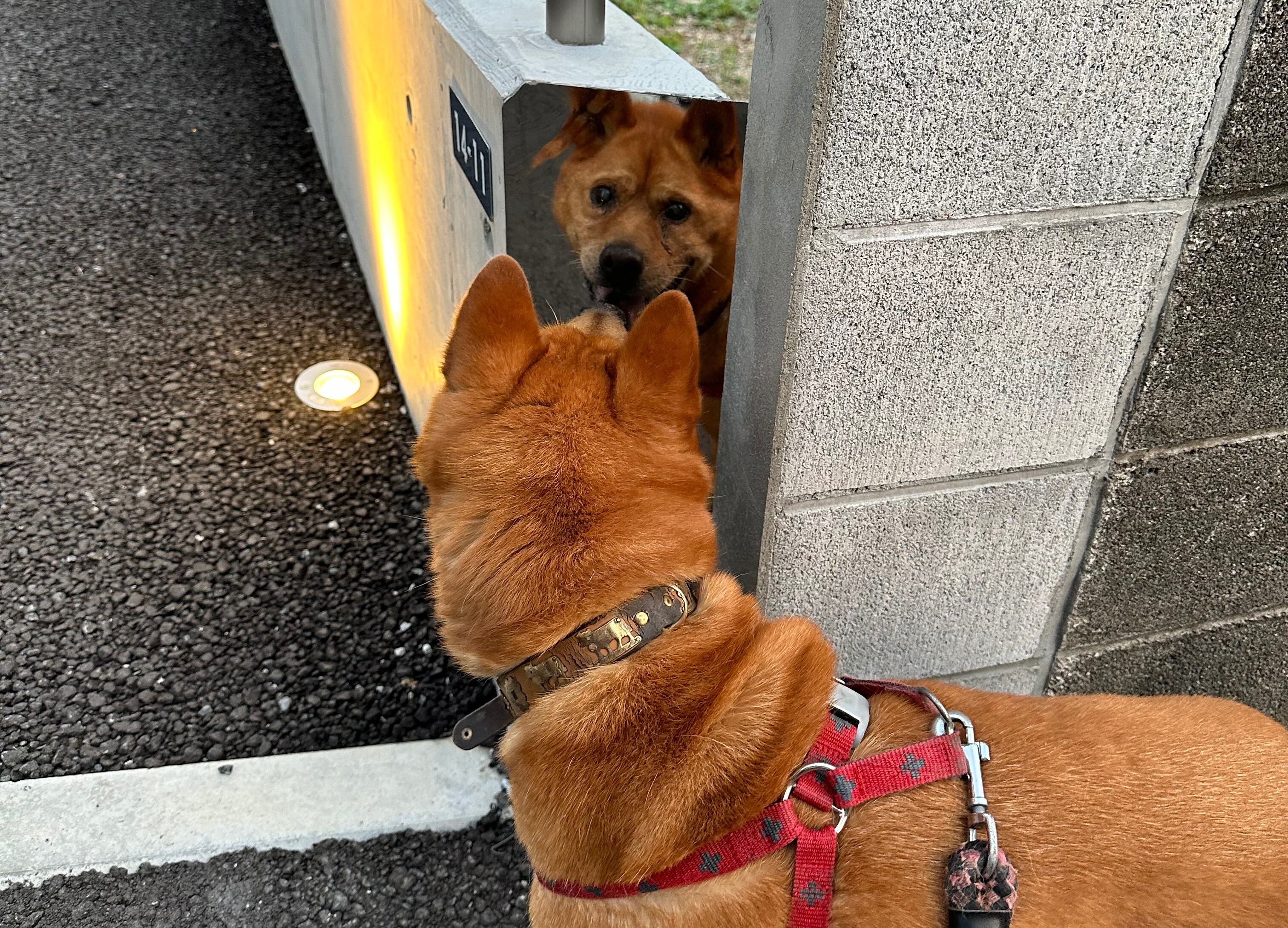🐶今日の愛されわんこ🐶