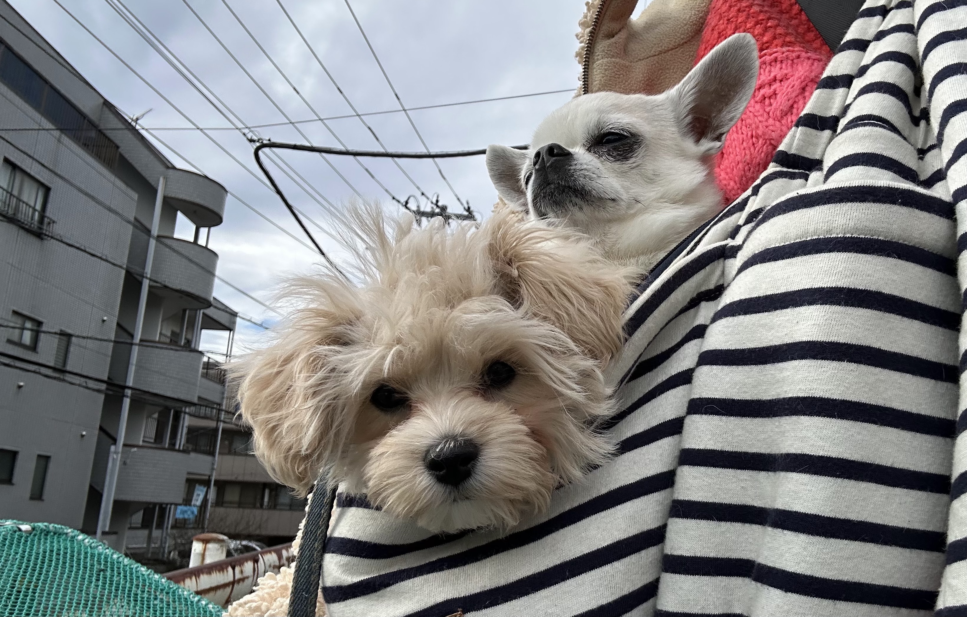 🐶今日の愛されわんこ🐶