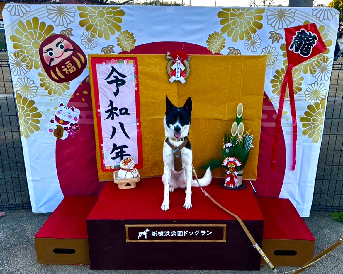 🌅シッティング再開のお知らせ🌅