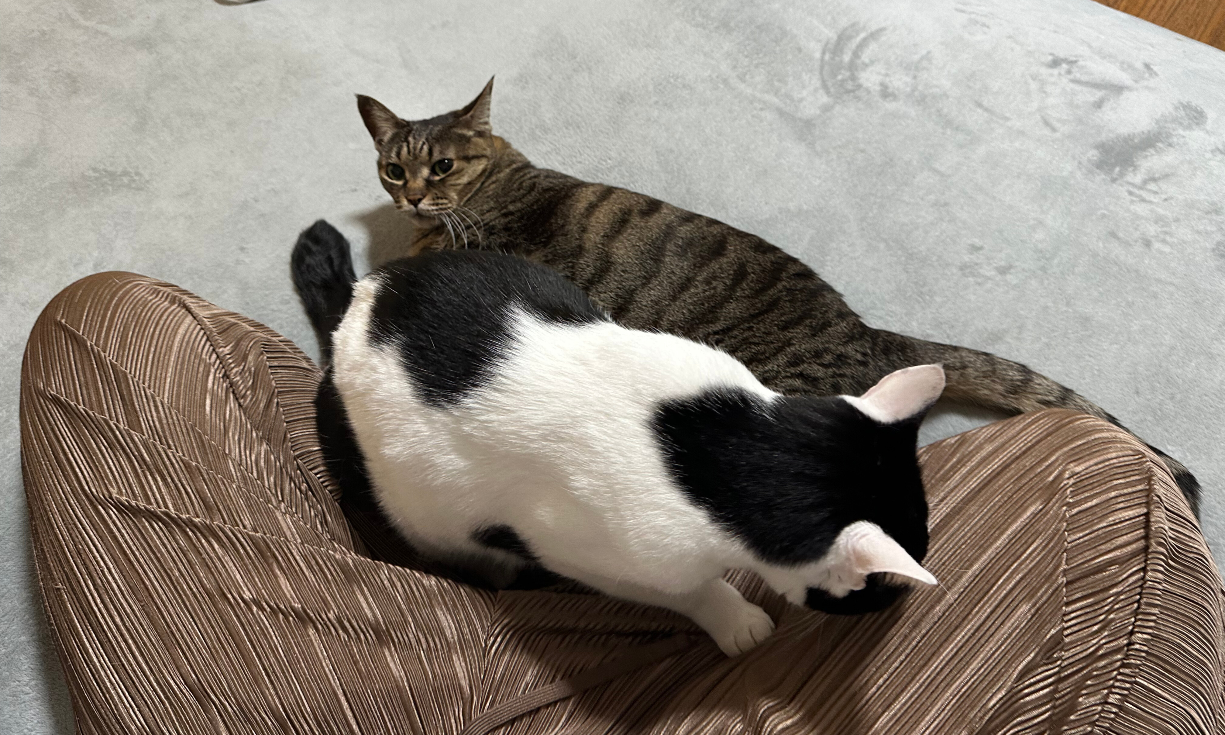 🐱今日の愛されにゃんこ🐱