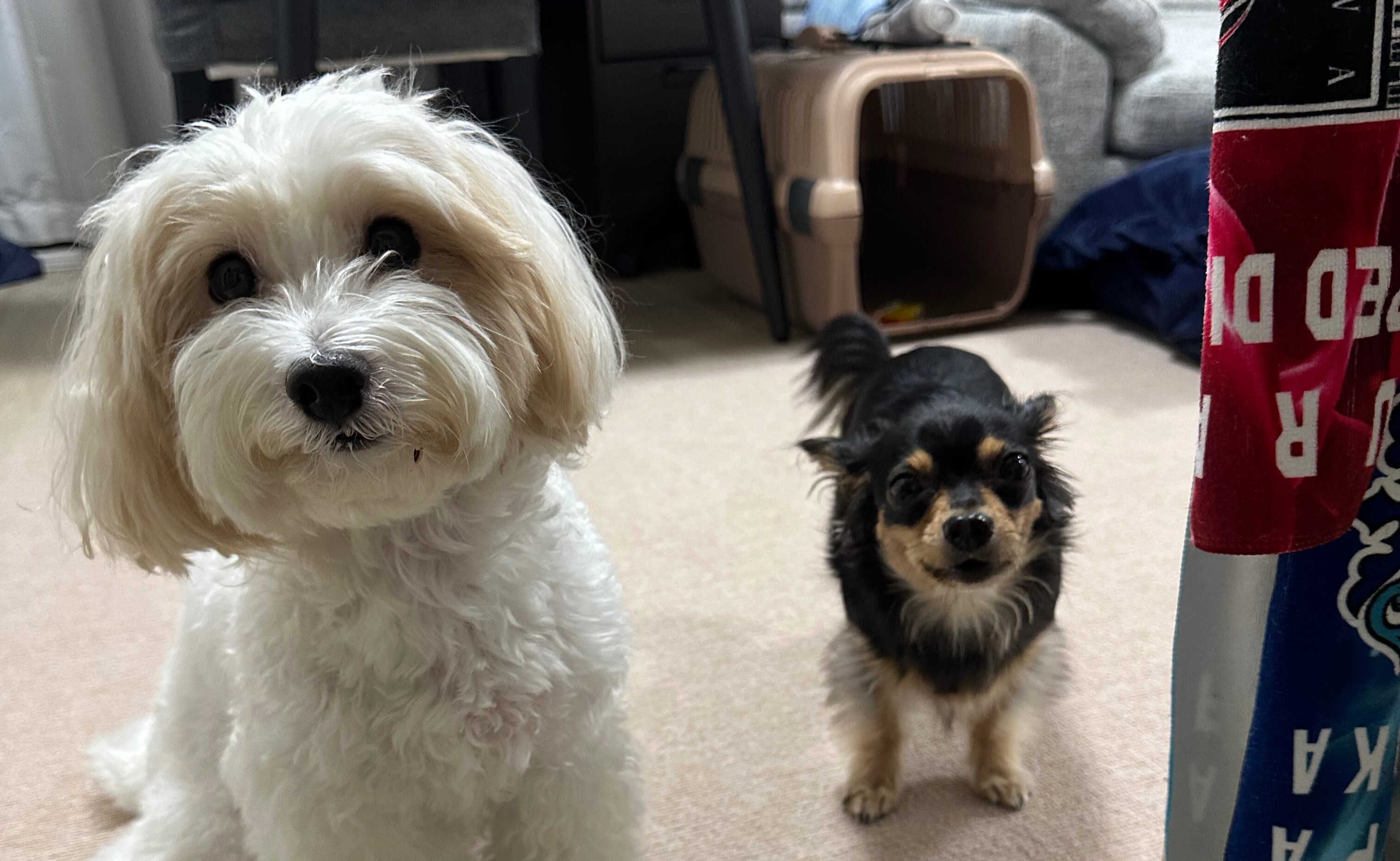 🐶今日の愛されわんこ🐶