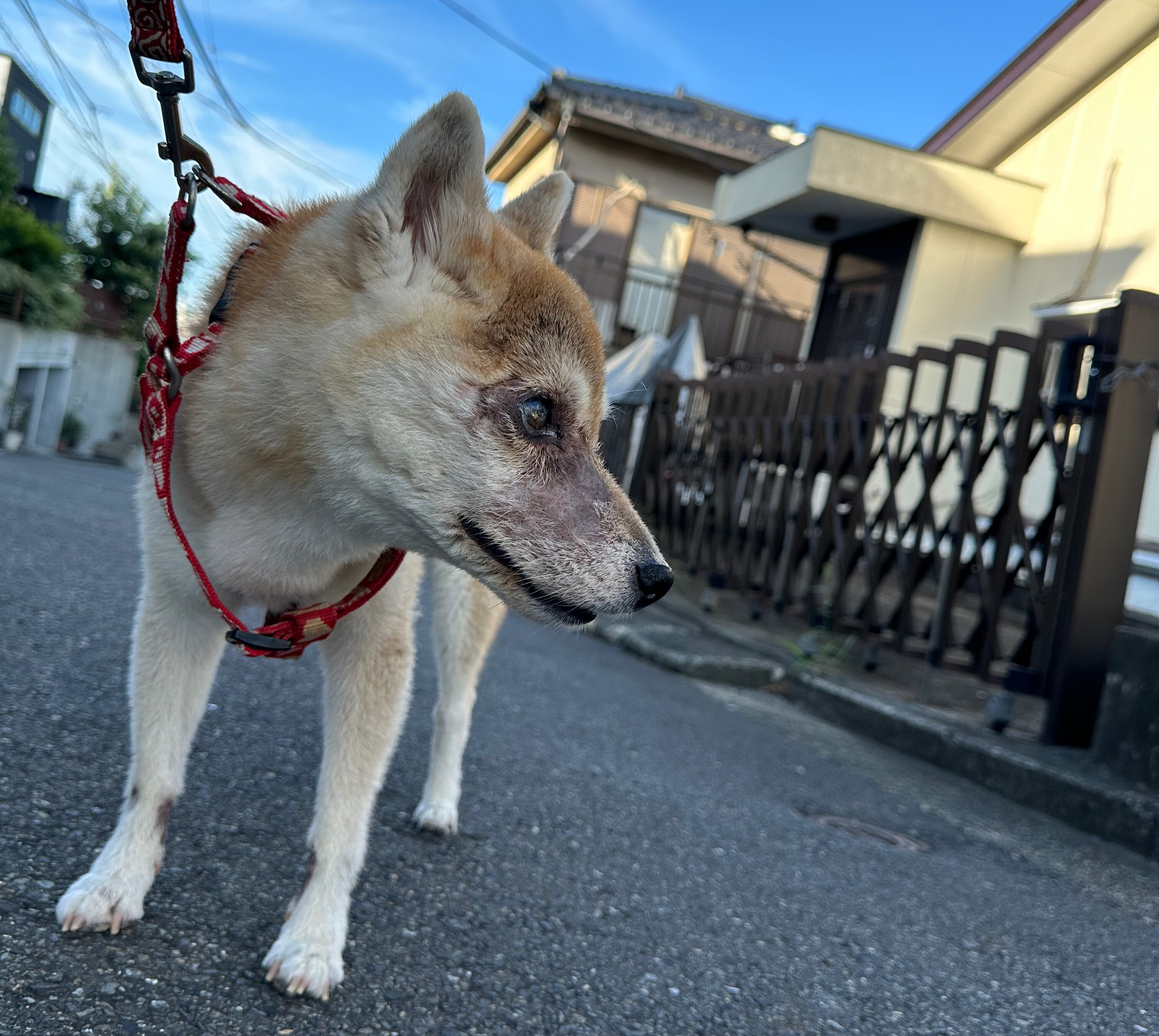 🐶今日の愛されわんこ🐶