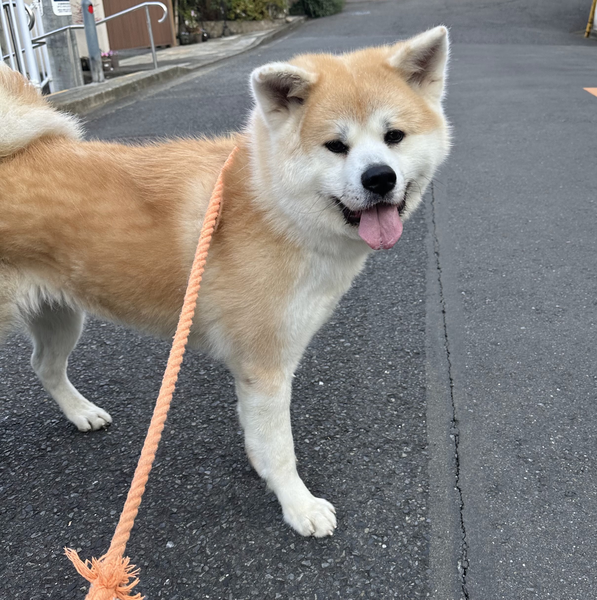 🐶今日の愛されわんこ🐶