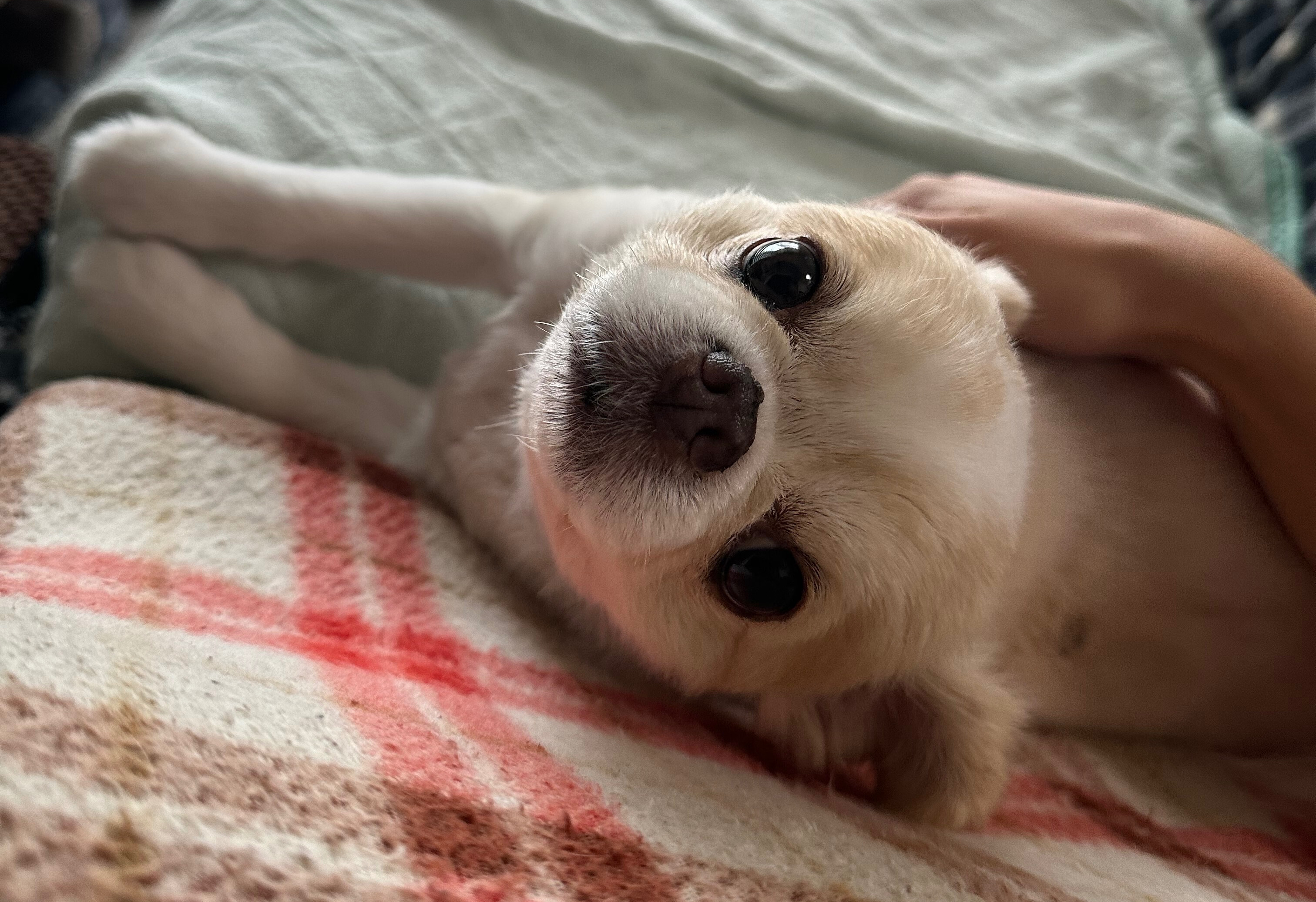 🐶今日の愛されわんこ🐶