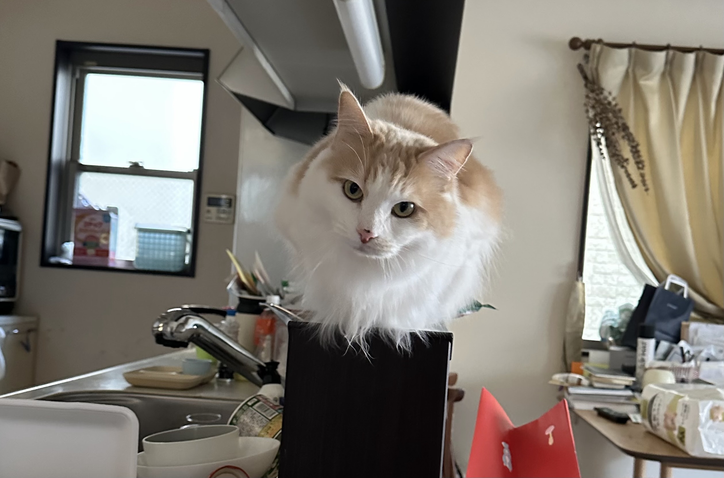 🐱今日の愛されにゃんこ🐱